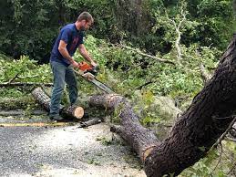 Best Tree and Shrub Care  in Wormleysburg, PA