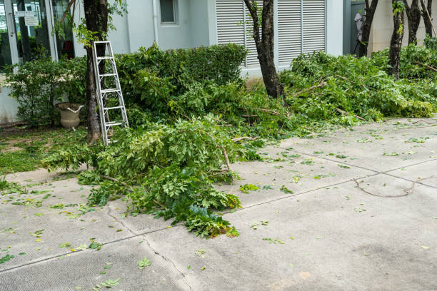 Best Lawn Dethatching  in Wormleysburg, PA