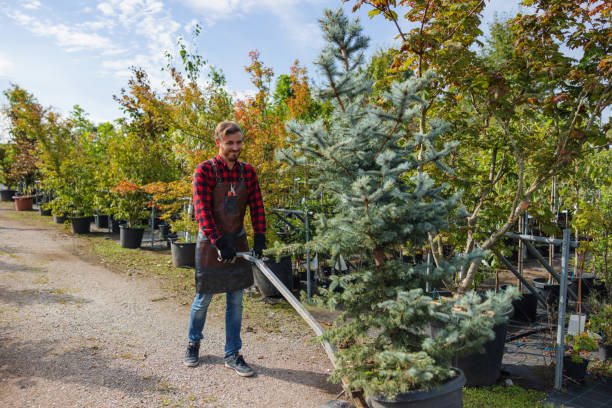 How Our Tree Care Process Works  in  Wormleysburg, PA